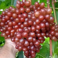 Саженец Виноград Алиса в стране чудес (кишмиш) в контейнере